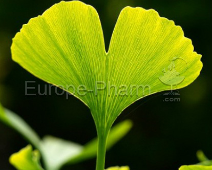 Ginkgo biloba gegen Erektionsstörungen