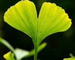 Ginkgo biloba gegen Erektionsstörungen