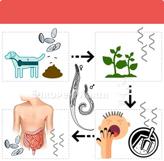 8327_banner_diagramm