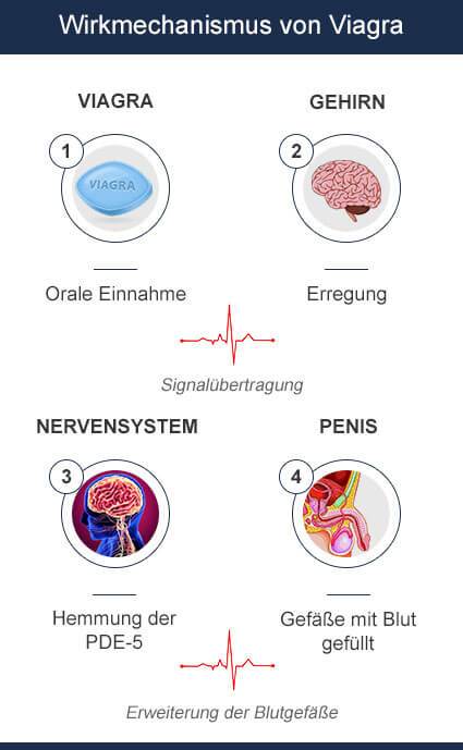 VIagra Wirkungsmechanismus