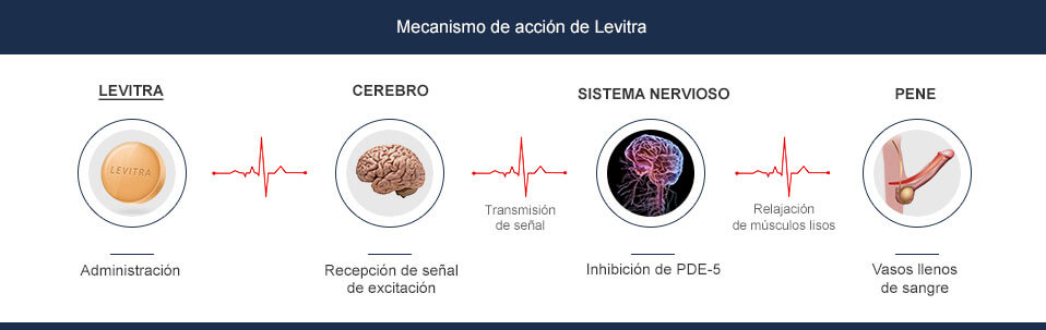 levitra mecanismo de accion