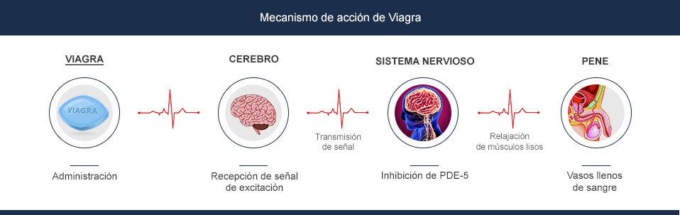 mecanismo de accion de viagra